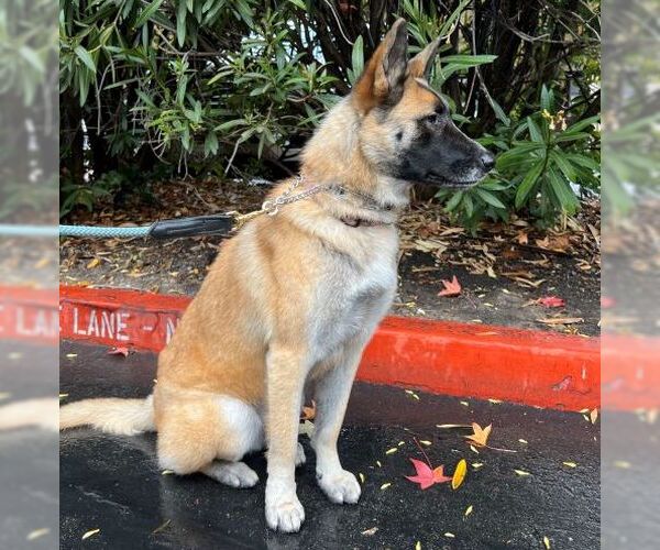 Medium Photo #2 German Shepherd Dog Puppy For Sale in Cupertino, CA, USA
