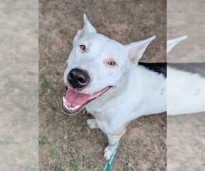 Siberian Husky-Unknown Mix Dogs for adoption in Plano, TX, USA