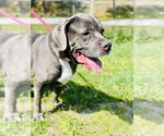 Small #1 Mastiff Mix