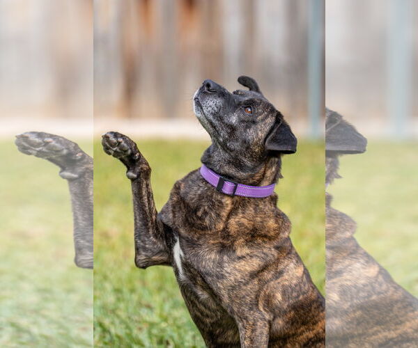 Medium Photo #9 Boxer-Unknown Mix Puppy For Sale in Fort Worth, TX, USA