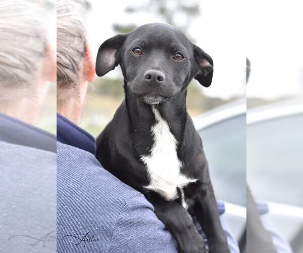 Medium Photo #4 Labrador Retriever-Unknown Mix Puppy For Sale in Brewster, NY, USA