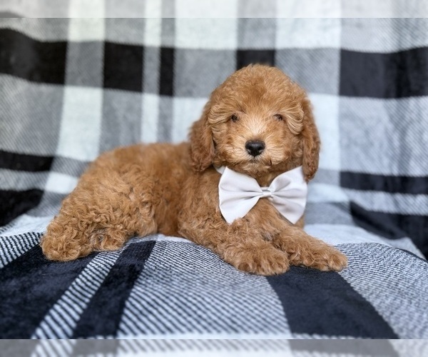 Medium Photo #6 YorkiePoo Puppy For Sale in LAKELAND, FL, USA