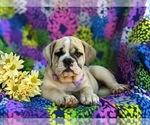 Small Photo #7 Olde English Bulldogge Puppy For Sale in OXFORD, PA, USA