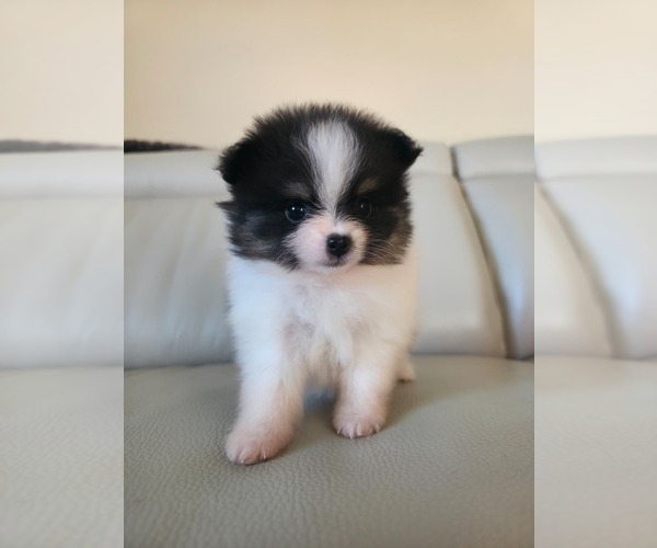 Medium Photo #2 Pomeranian Puppy For Sale in SAN JOSE, CA, USA
