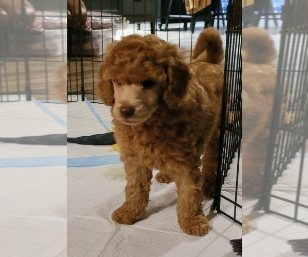 Medium Photo #6 Poodle (Miniature) Puppy For Sale in PIONEER, CA, USA