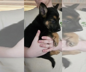 German Shepherd Dog Puppy for Sale in FORT WORTH, Texas USA