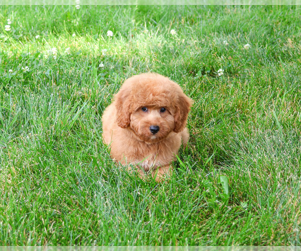 Medium Photo #4 Goldendoodle-Poodle (Toy) Mix Puppy For Sale in SYRACUSE, IN, USA