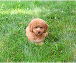 Small #3 Goldendoodle-Poodle (Toy) Mix