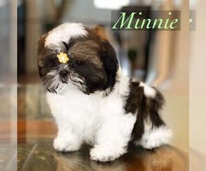 Shih Tzu Puppy for sale in SUGAR HILL, GA, USA