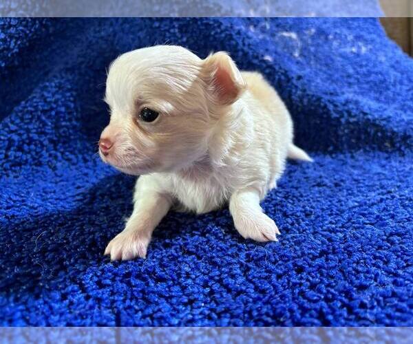 Medium Photo #11 Chihuahua Puppy For Sale in ABILENE, KS, USA