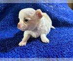 Small #10 Chihuahua