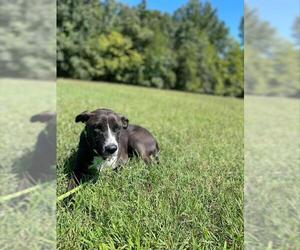 Border Collie-Unknown Mix Dogs for adoption in Forestville, MD, USA