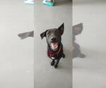 Small #3 Australian Kelpie-German Shepherd Dog Mix