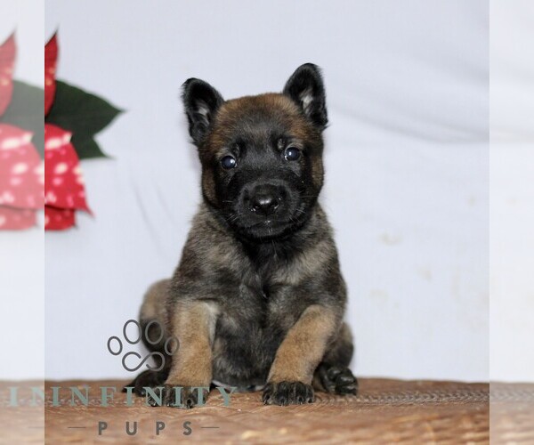 Medium Photo #1 Belgian Malinois Puppy For Sale in STRASBURG, PA, USA