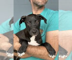 Small #1 Labrador Retriever Mix