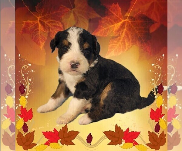 Medium Photo #25 Bernedoodle Puppy For Sale in BLACK FOREST, CO, USA