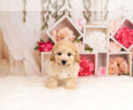 Small Photo #2 Maltipoo Puppy For Sale in WARSAW, IN, USA