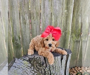 Goldendoodle (Miniature) Puppy for sale in INDIANAPOLIS, IN, USA