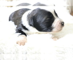Small Photo #5 Aussiedoodle Miniature  Puppy For Sale in STAFFORD, VA, USA