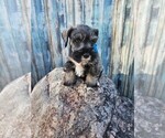 Small Photo #1 Schnauzer (Miniature) Puppy For Sale in NILES, MI, USA