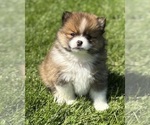 Small #7 Pomeranian