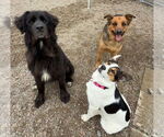 Small #6 German Shepherd Dog Mix