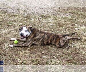 Rocky (the Brindle) - Male Mutt Dog for Adoption - Photo #16