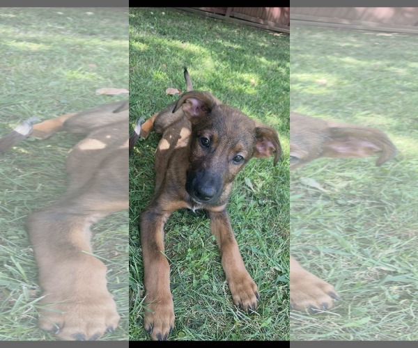 Medium Photo #2 Catahoula Leopard Dog-Unknown Mix Puppy For Sale in pomfret, CT, USA