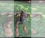 Small #1 Catahoula Leopard Dog Mix
