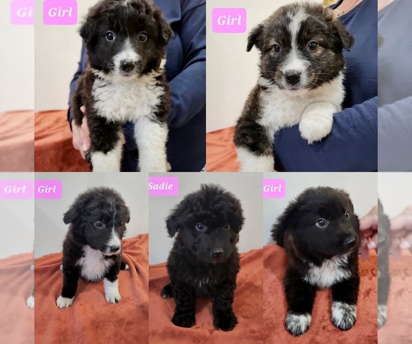 Medium Photo #1 Aussiedoodle Miniature  Puppy For Sale in RICHMOND, MI, USA