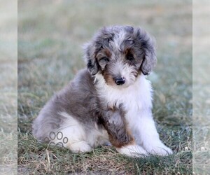 Bernedoodle (Miniature) Puppy for sale in NEW HOLLAND, PA, USA