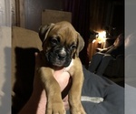 Small Photo #1 Boxer Puppy For Sale in PORTSMOUTH, VA, USA