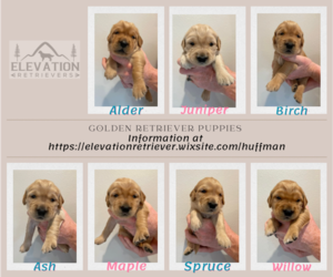 Golden Retriever Puppy for sale in ROSEBURG, OR, USA
