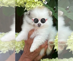 Pomeranian Puppy for sale in LISLE, IL, USA