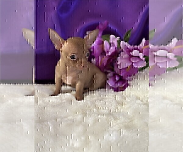 Medium Photo #3 Chihuahua Puppy For Sale in JENSEN BEACH, FL, USA