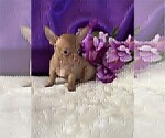 Small Photo #10 Chihuahua Puppy For Sale in JENSEN BEACH, FL, USA