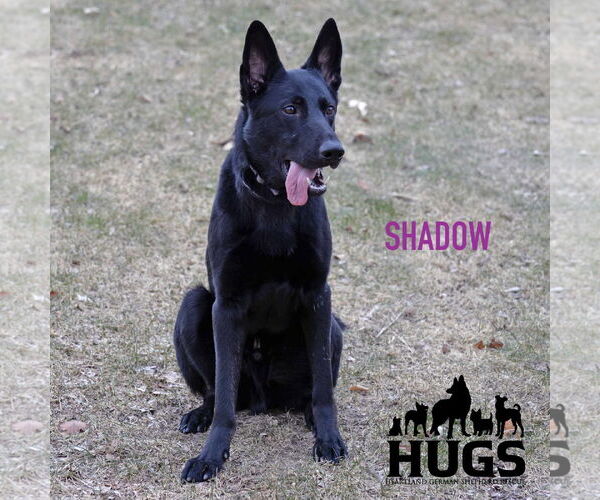 Medium Photo #25 German Shepherd Dog Puppy For Sale in Gretna, NE, USA