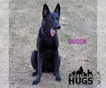 Small #24 German Shepherd Dog