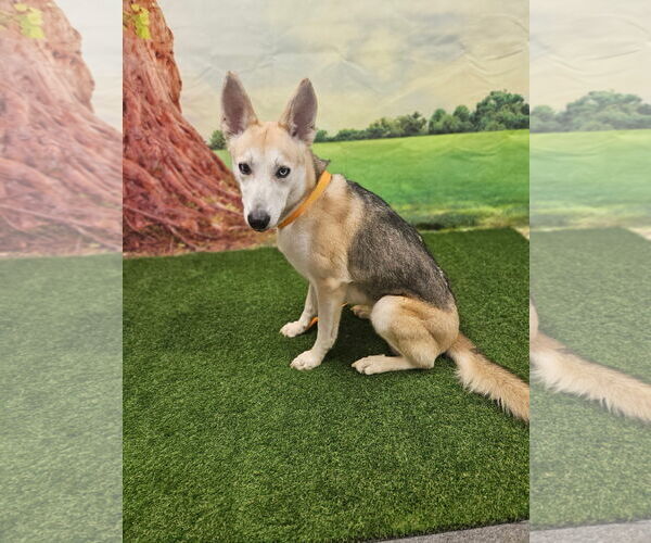 Medium Photo #3 Huskies -Unknown Mix Puppy For Sale in Euless, TX, USA
