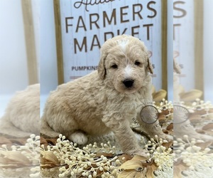 Goldendoodle Puppy for sale in MARYVILLE, MO, USA