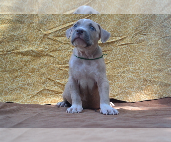 Medium Photo #1 American Pit Bull Terrier Puppy For Sale in POPLAR BLUFF, MO, USA