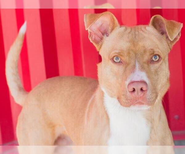 Medium Photo #2 American Pit Bull Terrier Puppy For Sale in Tracy, CA, USA