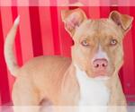 Small #1 American Pit Bull Terrier