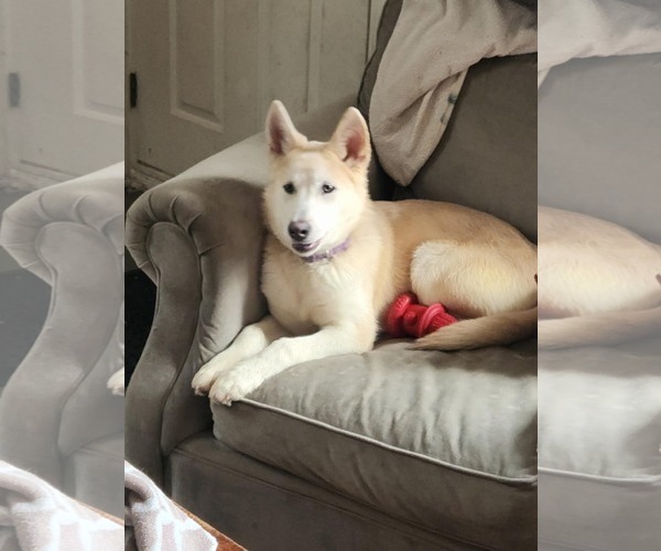 Medium Photo #4 Alaskan Malamute-German Shepherd Dog Mix Puppy For Sale in Clinton , MI, USA