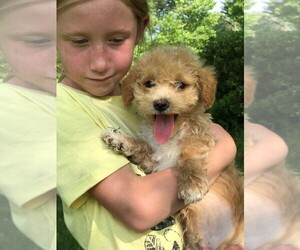 Bichpoo Puppy for sale in STAFFORD SPRINGS, CT, USA