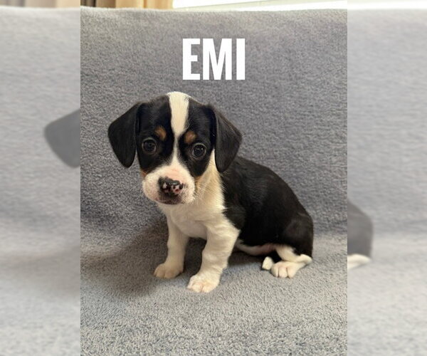 Medium Photo #1 Chiranian Puppy For Sale in Bellevue, WA, USA