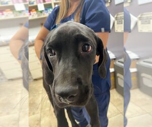 Labrador Retriever-Unknown Mix Dogs for adoption in San Diego, CA, USA