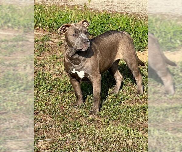 Medium Photo #2 American Pit Bull Terrier-Unknown Mix Puppy For Sale in Bakersfield, CA, USA