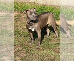Small #1 American Pit Bull Terrier Mix