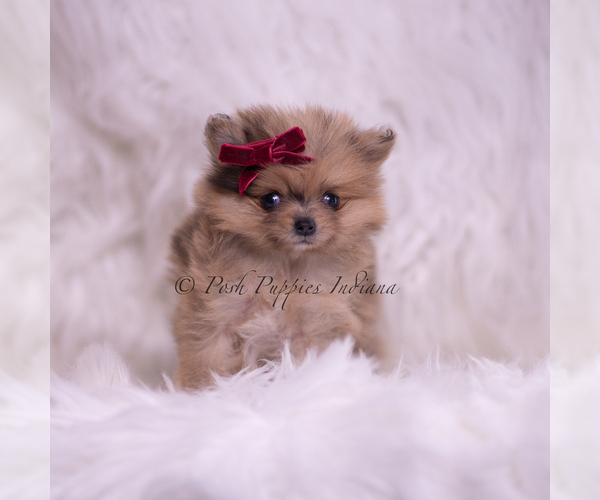 Medium Photo #10 Pomeranian Puppy For Sale in WARSAW, IN, USA